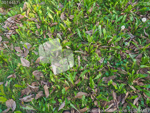 Image of Meadow grass