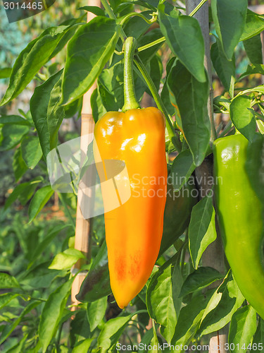 Image of Pepper vegetable