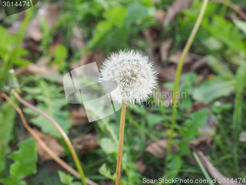 Image of Dandelion flower