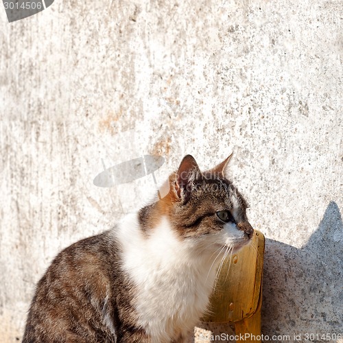 Image of cat sitting on the yellow chair 