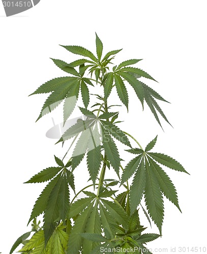 Image of Marijuana plant