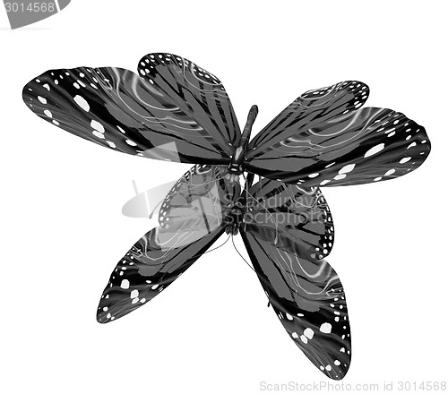 Image of Butterfly