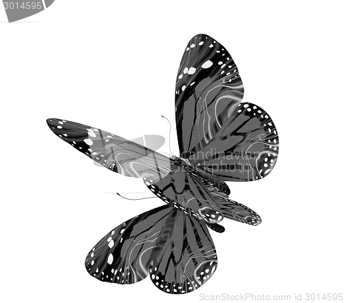 Image of Butterfly