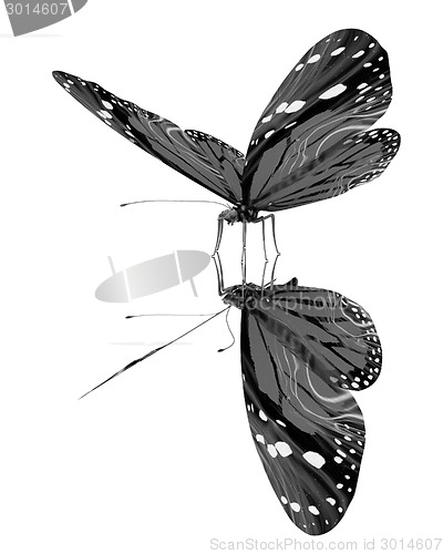 Image of Butterfly