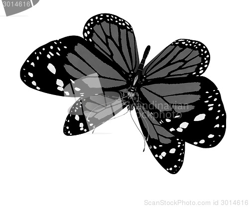 Image of Butterfly