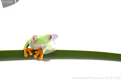 Image of tree frog on a leaf