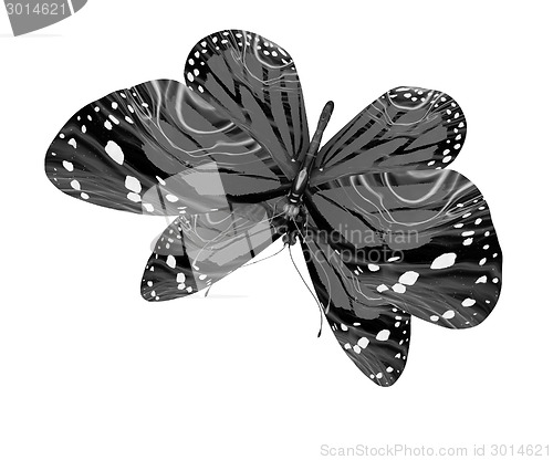 Image of Butterfly