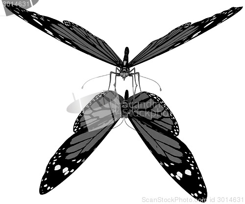 Image of Butterfly