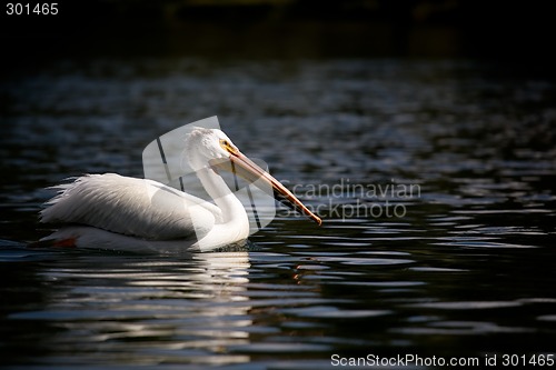 Image of pelican - yellowstone national park