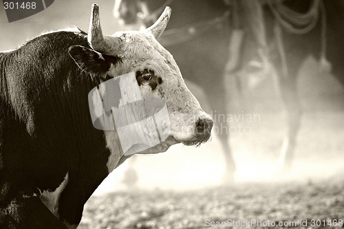 Image of rodeo bull