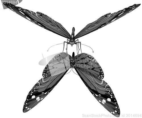 Image of Butterfly