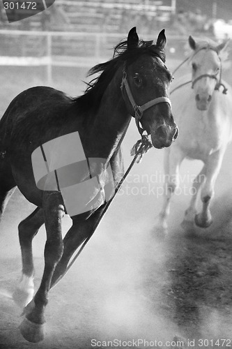 Image of horses running loose at rodeo