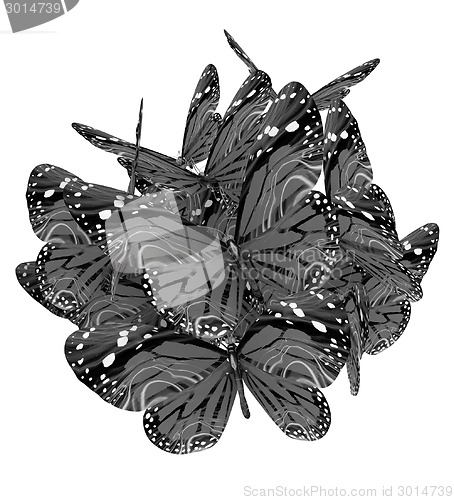 Image of Butterflies