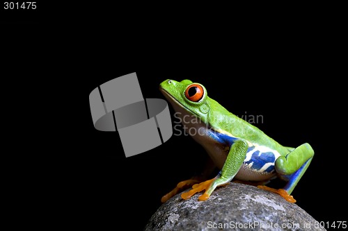 Image of frog on rock isolated black
