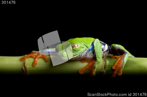 Image of frog at rest, isolated black