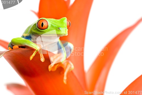 Image of frog on his throne