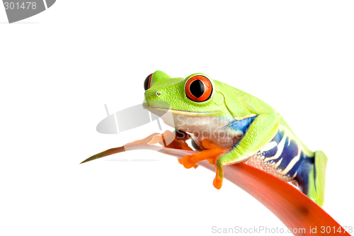 Image of frog on guzmania