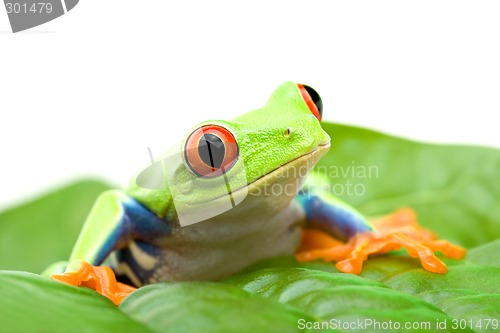 Image of frog on a leaf