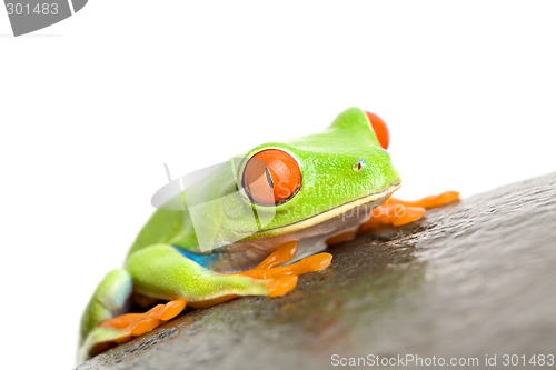 Image of red-eyed tree frog