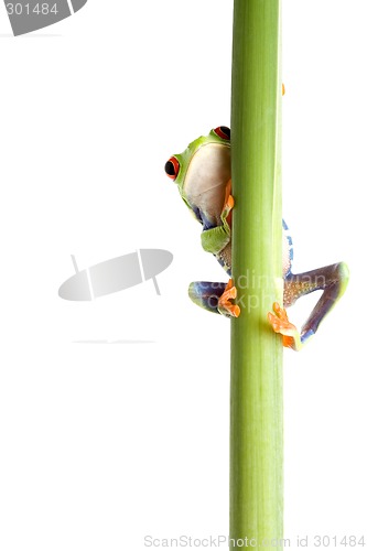 Image of frog behind plant isolated white