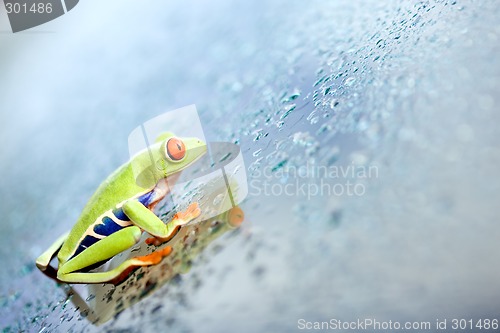 Image of frog climbing glass