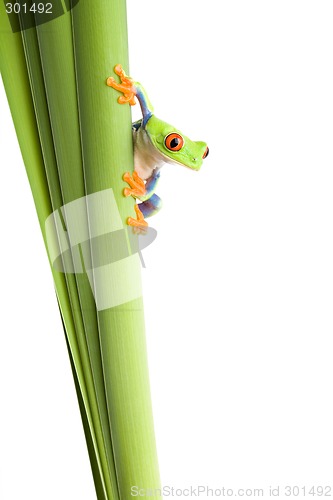 Image of frog on plant isolated white