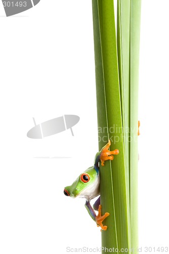 Image of frog on plant isolated white