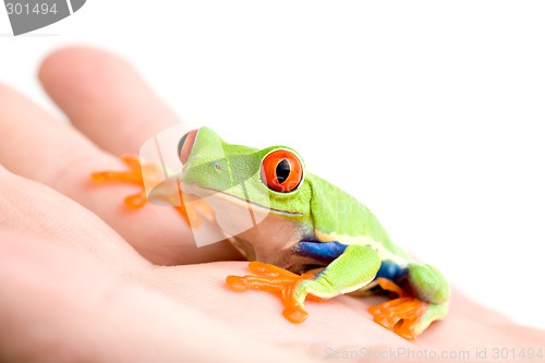 Image of frog in hand isolated on white