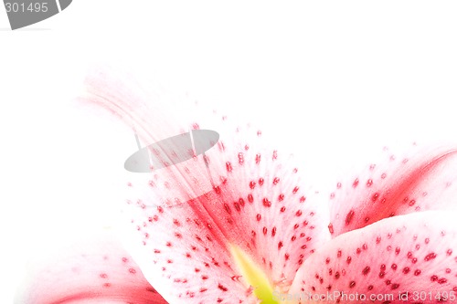 Image of flower corner isolated on white