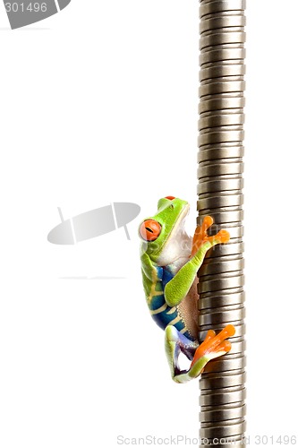 Image of frog climbing on metal isolated on white