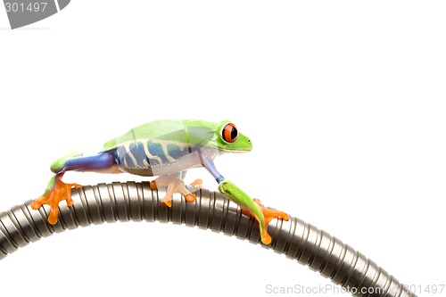 Image of frog climbing on tube isolated white