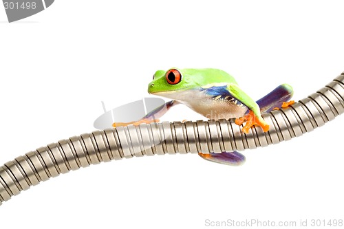 Image of red-eyed tree frog on tubing isolated