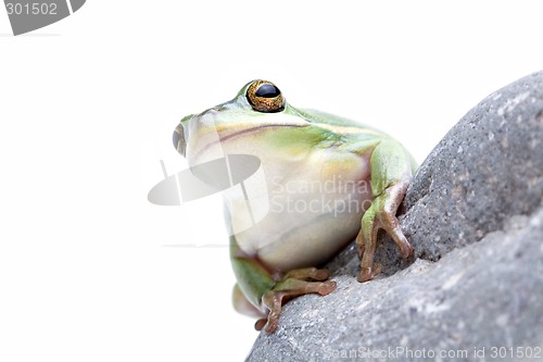 Image of green tree frog