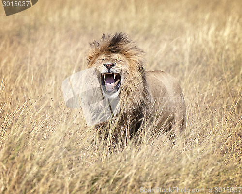 Image of East African Lion (Panthera leo nubica)