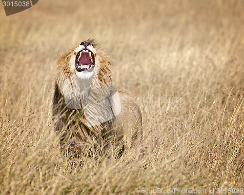 Image of East African Lion