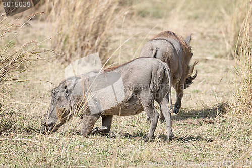 Image of Central African warthog