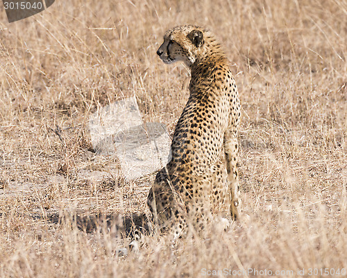 Image of African cheetah