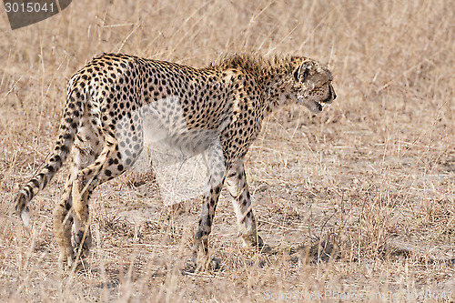 Image of cheetah