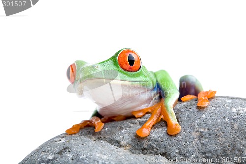 Image of frog on a rock