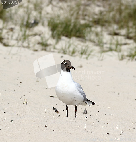 Image of Seagull