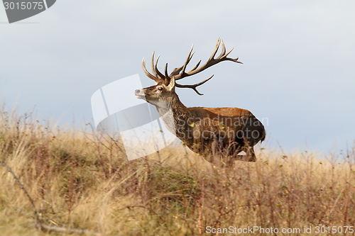 Image of majestic red deer stag on the run