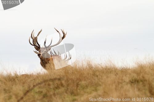 Image of beautiful red deer stag looking at camera