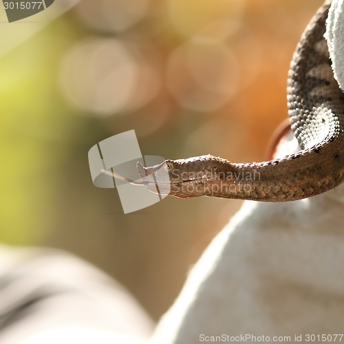 Image of profile view of vipera ammodytes