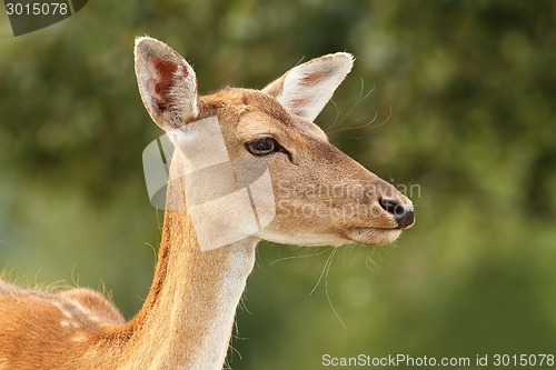 Image of deer hind over green background