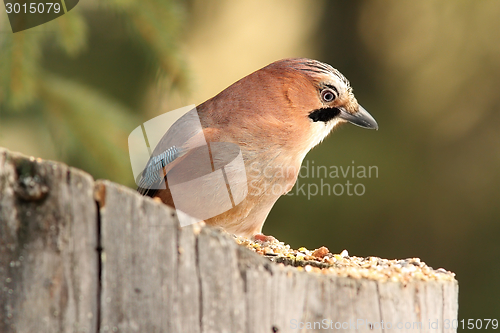 Image of european jay standing on stump