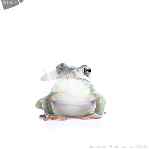 Image of frog isolated on white