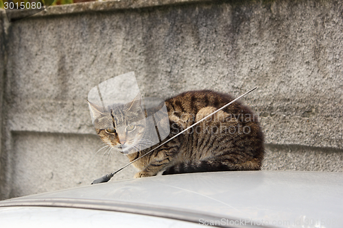 Image of domestic cat on top of a car