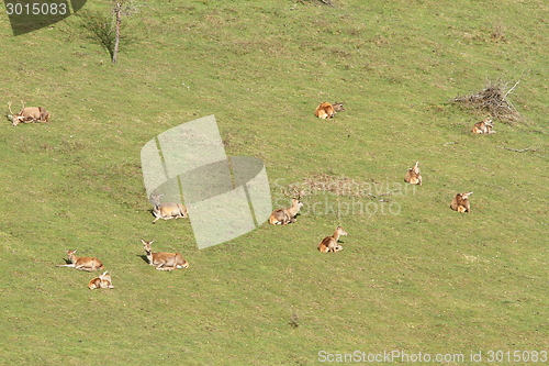 Image of red deer herd relaxing