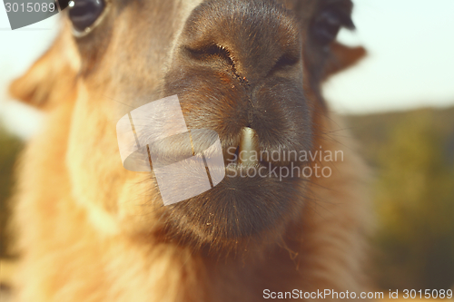 Image of closeup of llama teeth
