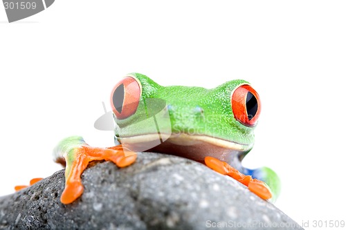 Image of frog looking over rock isolated